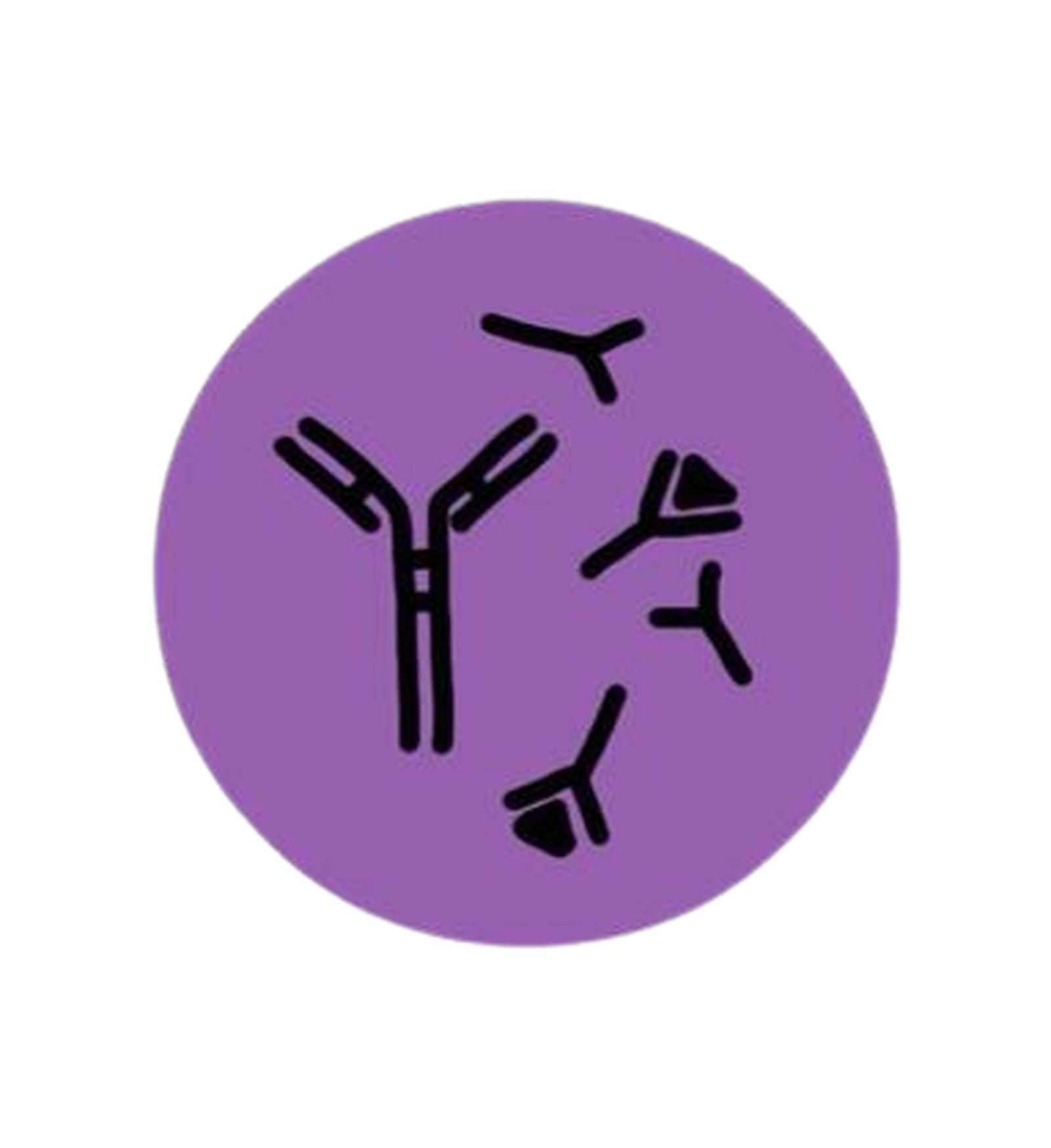 Autoimmunhämolytische Anämie beim Hund Symptome, Diagnose, Behandlung etc. dogondo.de
