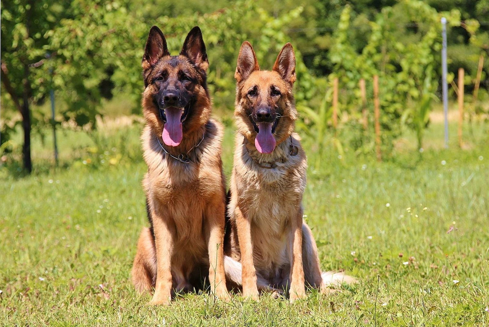 Zwei Deutsche Schäferhunde sitzen nebeneinander auf der Wiese frontal zum Betrachter