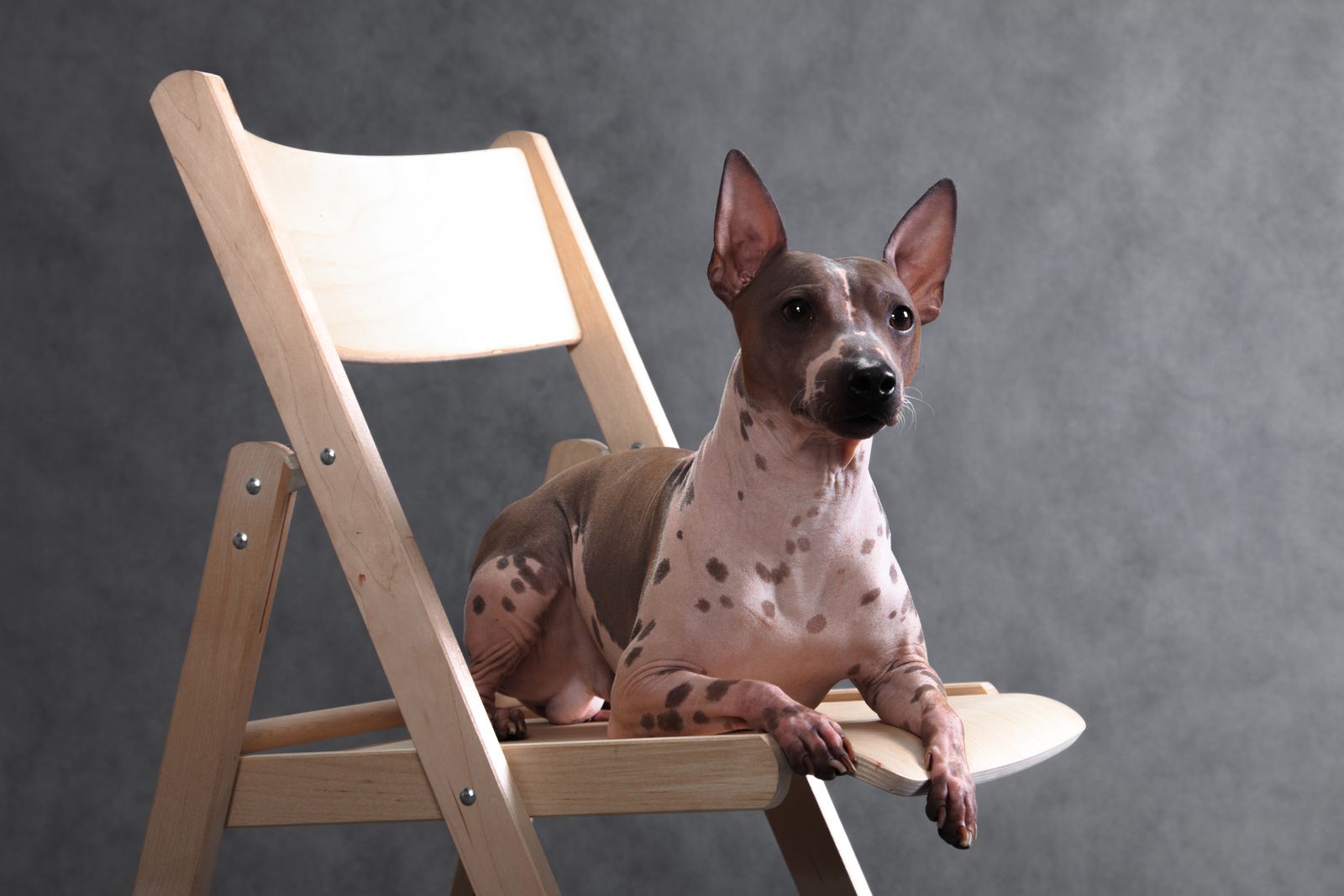 Ein graubraun-weißer Nackthund der Rasse American Hairless Terrier liegt auf einem Holzstuhl vor einer grauen Wand und schaut aufmerksam in Richtung Betrachter