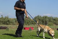 Polizist mit beigem Labrador Retriever beim Training Ausschnitt.jpg