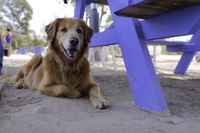 Alter Golden Retriever liegt auf dem Sand neben einem blauen Holztisch und schaut freundlich mit offenem Fang nach vorne .jpg
