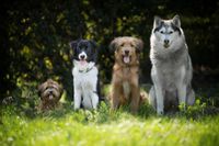 Vier verschiedene Hunderassen sitzen nebeneinander auf der Wiese.jpg