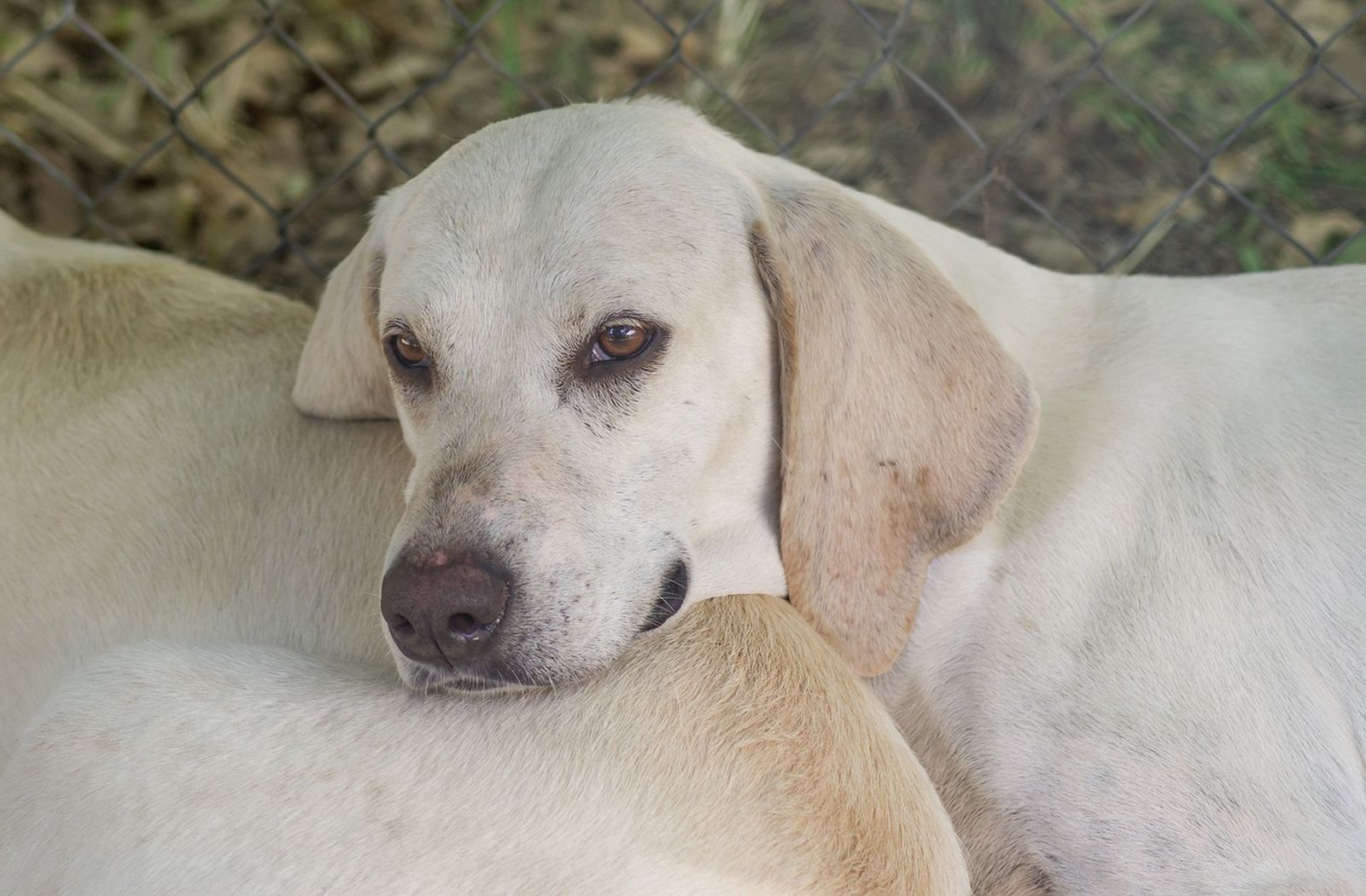Ein weißer Hund der Rasse Billy mit hellorangefarbenen Ohren hat seinen Kopf auf den Körper eines anderen Billy abgelegt und schaut müde drein
