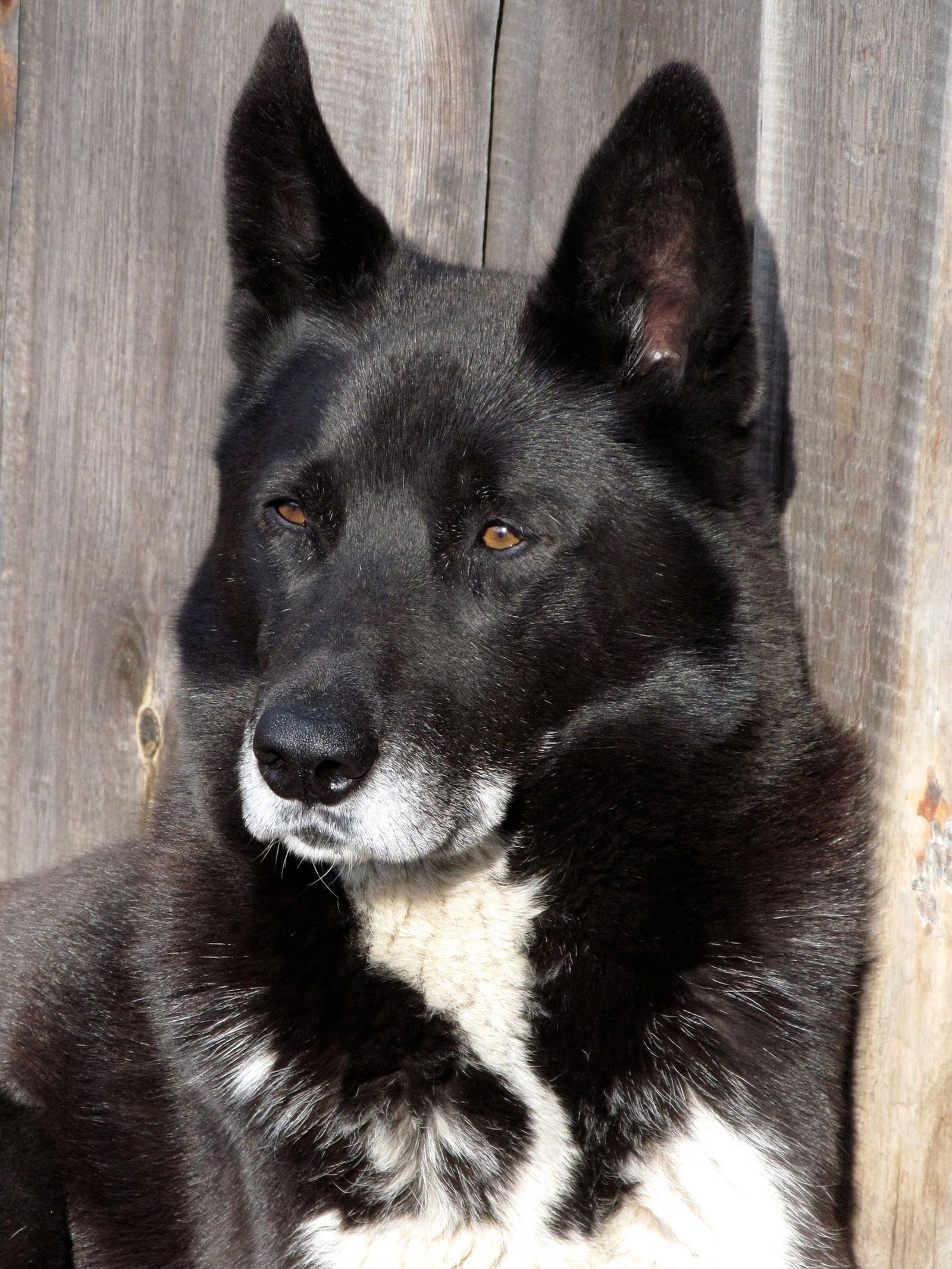 Ein schwarz-weißer Hund mit Stehohren in Nahaufnahme schaut in die Ferne