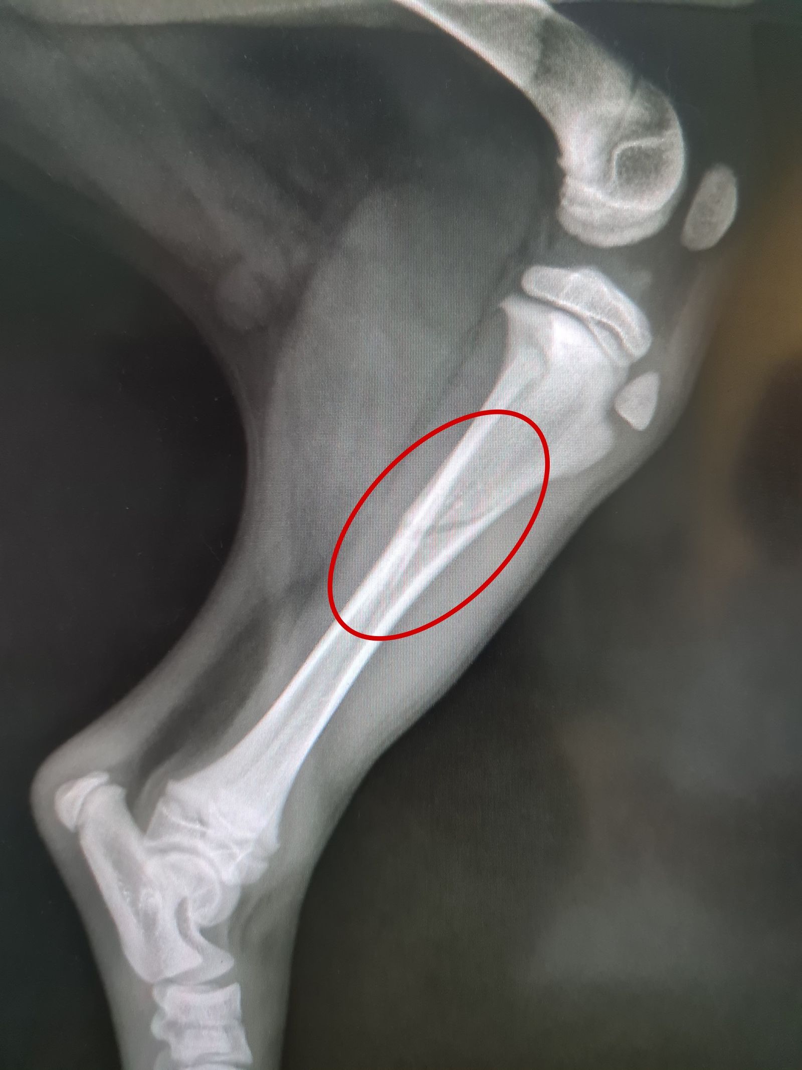 Eine Grünholzfraktur beim Hund auf einem Röntgenbild