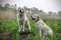 Zwei beige Labrador Retriever im Wald.jpg