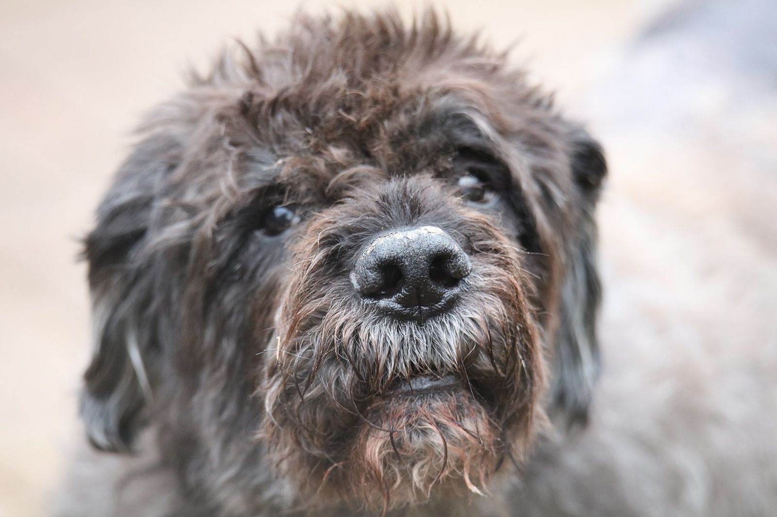 Ein grau-brauner Hund mit Zottelhaaren und nasser Schauze im Großformat schaut den Betrachter aufmerksam an