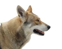 Saarlooswolfhund im seitlichen Profil.jpg