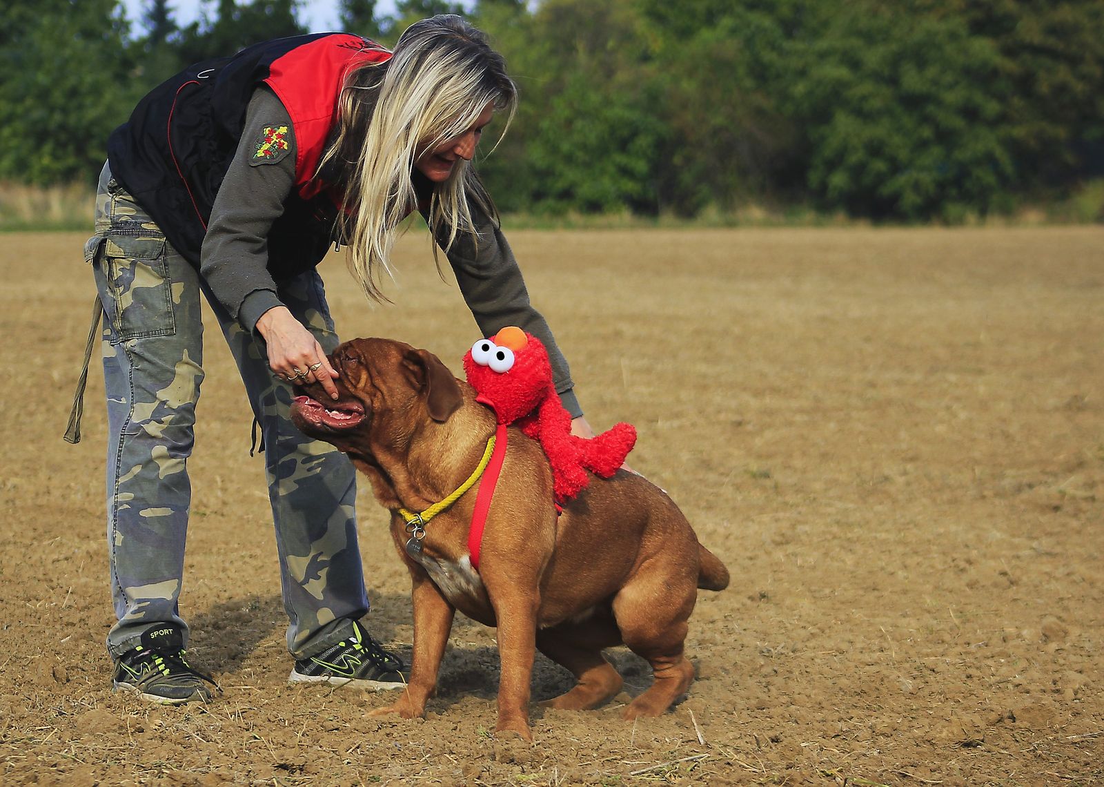 Eine Bordeauxdogge beim Training auf einer Wiese mit einer Hundetrainerin.