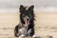 Ein Border Collie liegt am Strand und schaut gebannt in Richtung Kamera.jpg