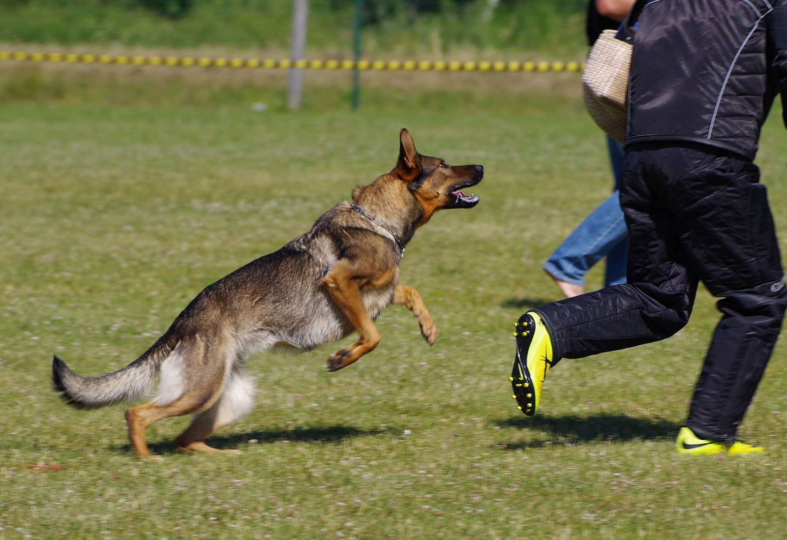 Deutscher Schäferhund beim Schutzdienst auf sonniger kurzer Wiese. Er verfolgt den Helfer. Der trägt blaue Schutzkleidung und gelben Fußballschuhe.