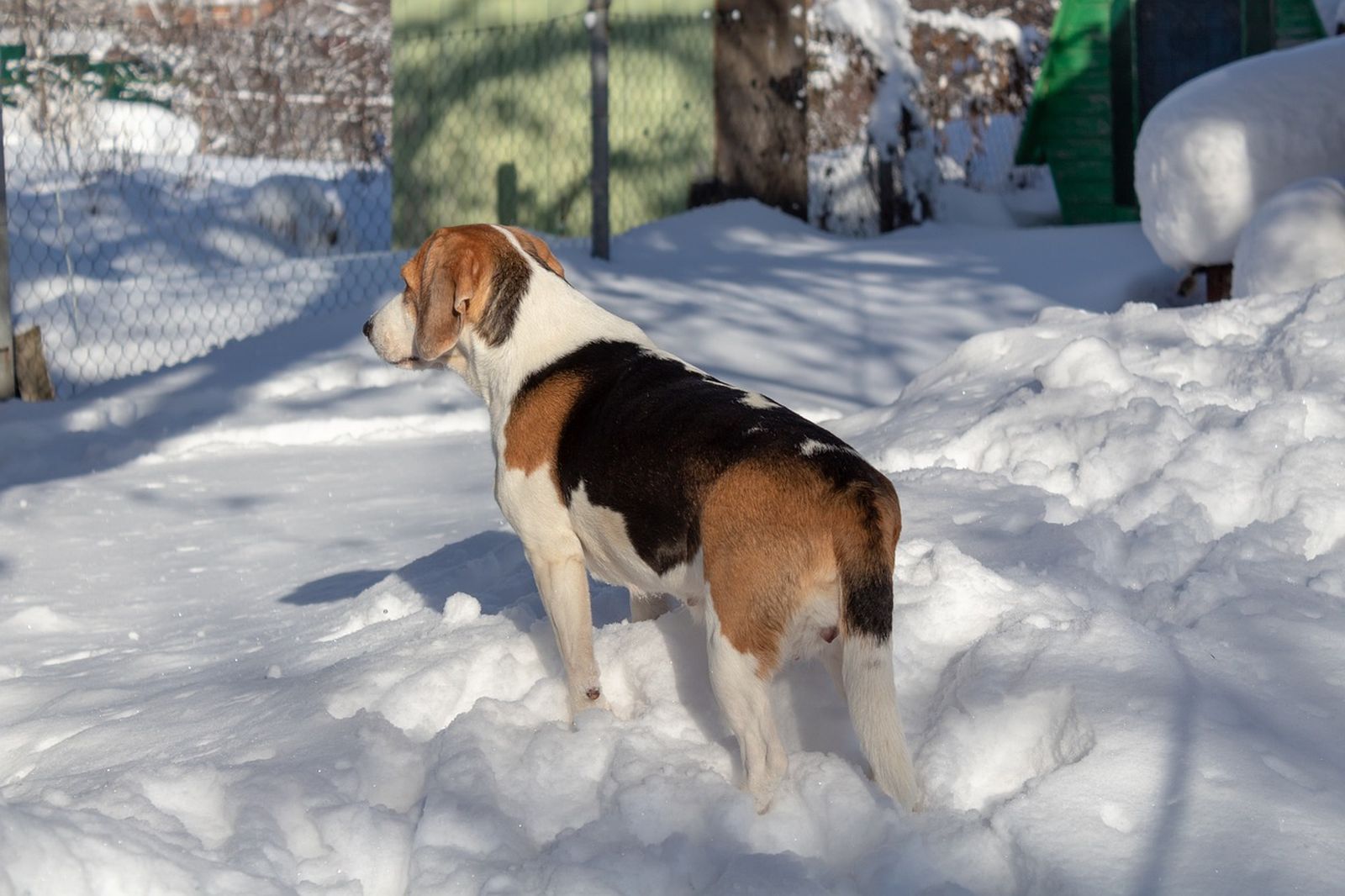 Ein weiß-braun-schwarz gemusterter Hund der Rasse Estnische Bracke steht rücklings zum Betrachter im Schnee und schaut aufmerksam in die Ferne