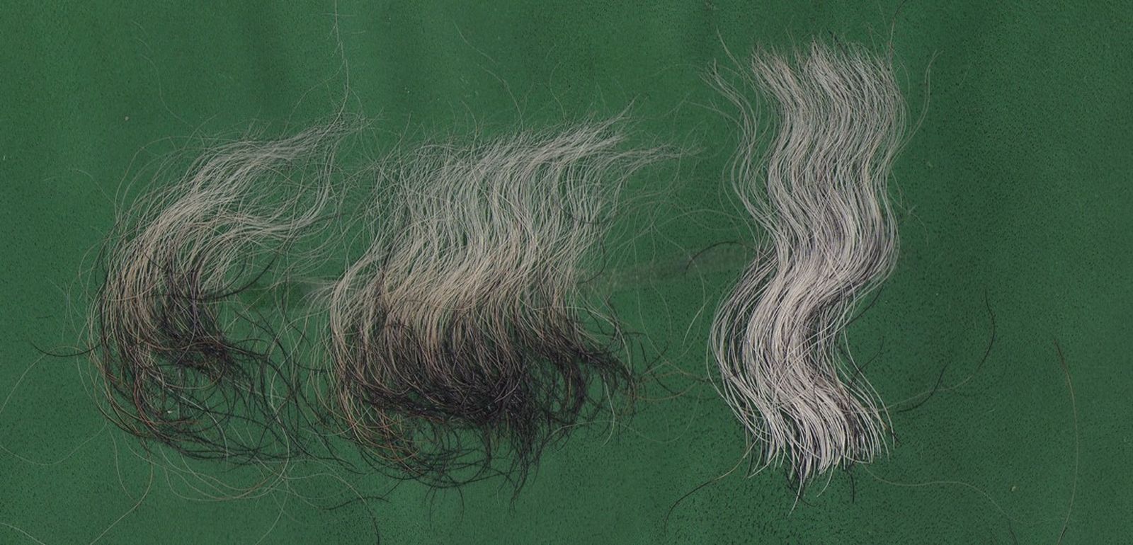Haare vom Fox Terrier auf grünem Untergrund, stark gewellt, mit schwacher Struktur und schwacher Farbe