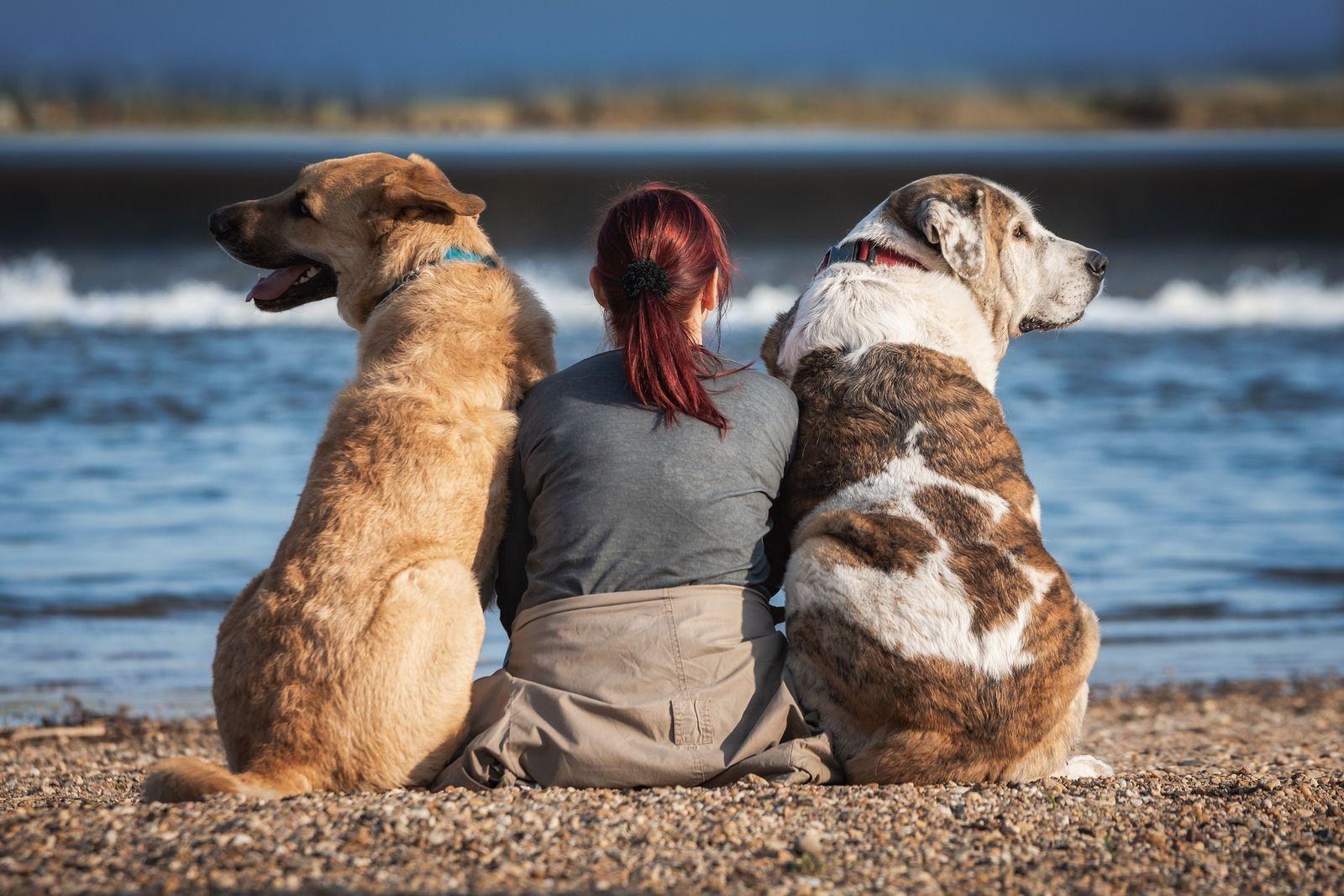 Eine Frau mit Zopf sitzt zwischen zwei großen sitzenden Hunden am Meer auf dem Steinstrand