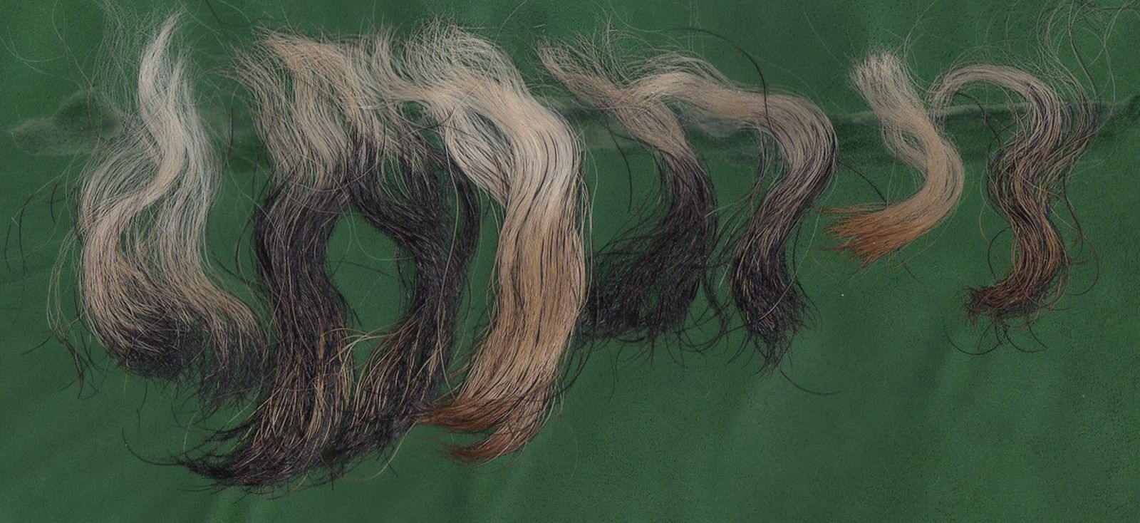 Haare vom Fox Terrier auf grünem Untergrund mit starker unregelmäßiger Locke