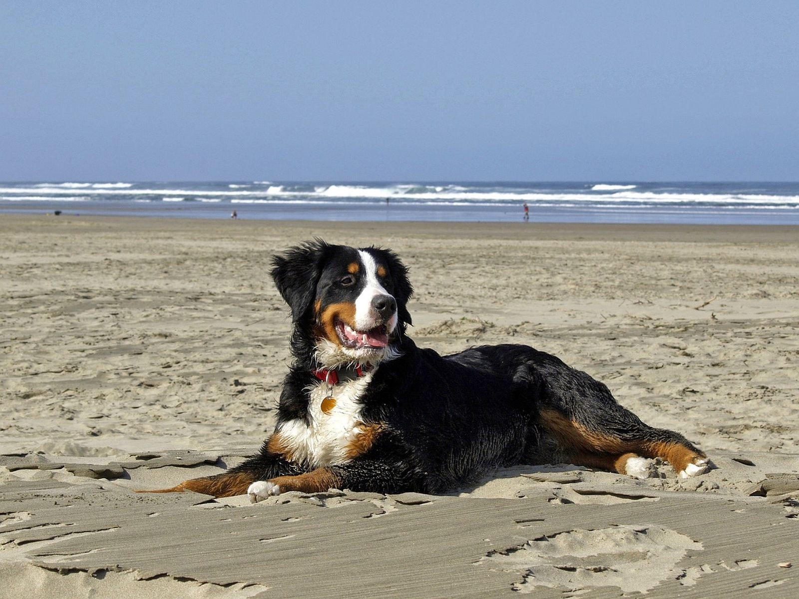 Ein schwarz-braun-weißer Hund der Rasse Berner Sennenhund liegt seitlich zum Betrachter auf dem Sand am Strand und in der Ferne sieht man das Meer