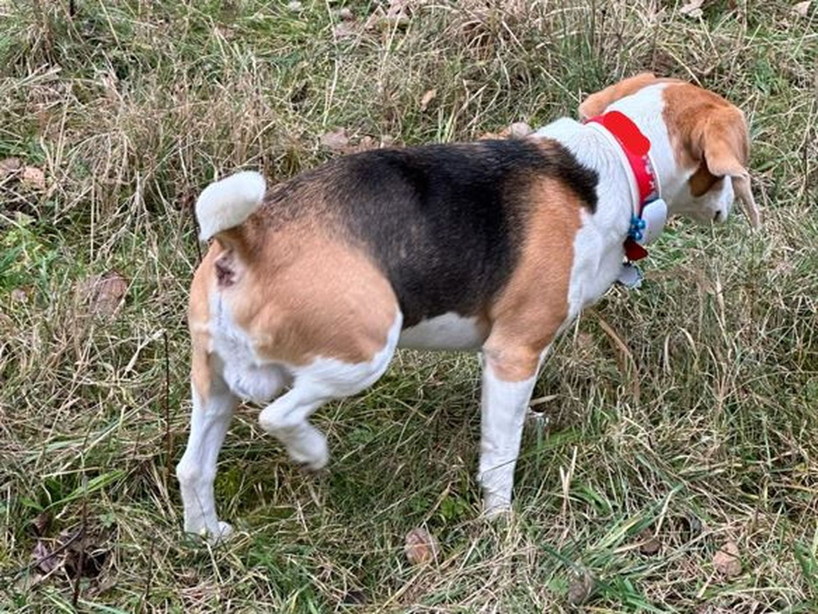 Ein Beagle mit gehobenen rechten Hinterlauf und rotem Halsband mit GPS-Tracker steht auf der Wiese