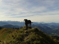 Ein Hund steht auf dem Gipfel und schaut Richtung Kamera.jpg