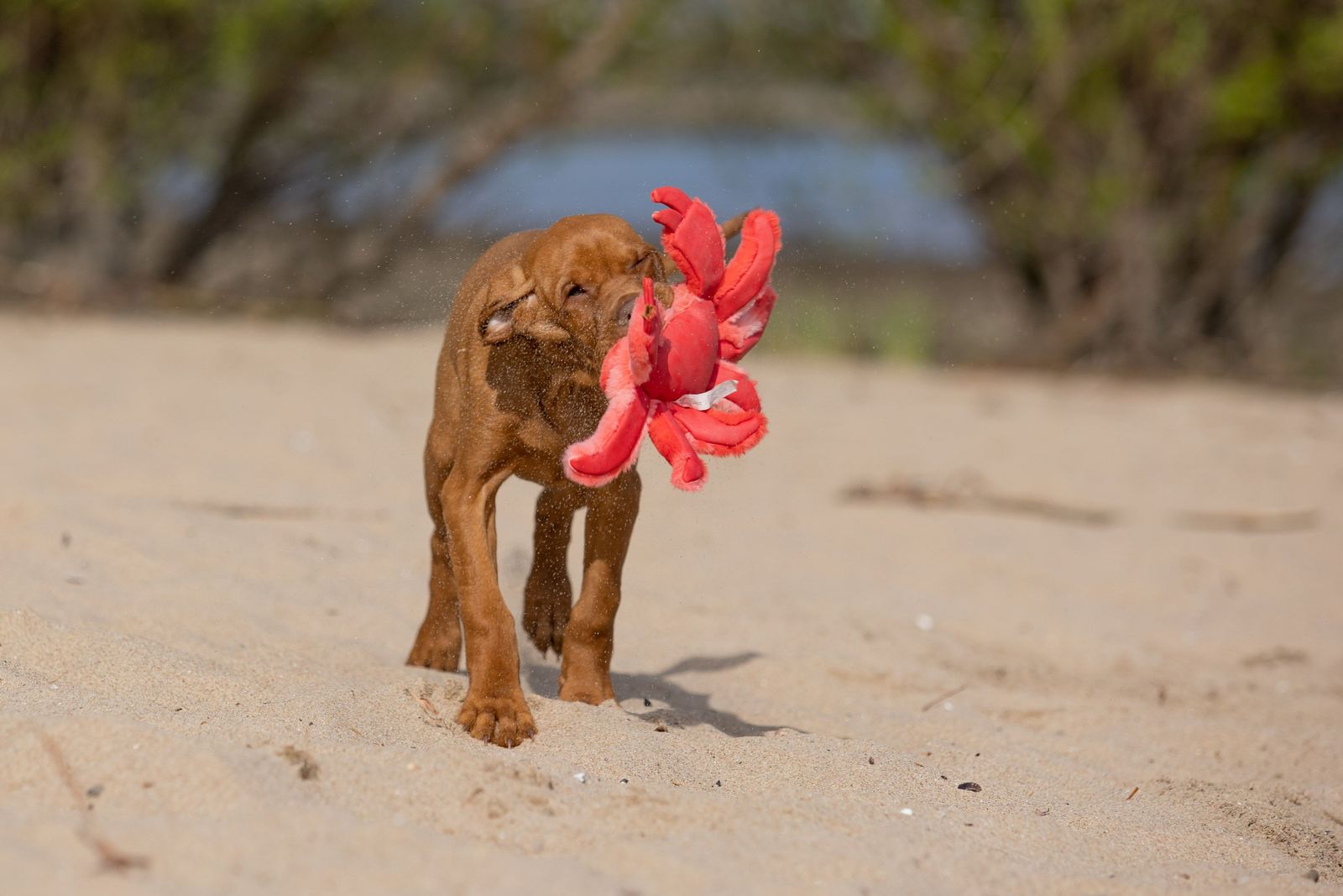 Der Magyar Vizsla Flip mit rotem Krebs als Kuscheltier im Maul am Strand.