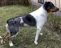 Ein dreifarbiger Hund mit der Farbvariante Harlekin in weiß-grau-hellbraun der Rasse Berger de Savoie steht seitlich zum Betrachter auf einer Wiese.jpg