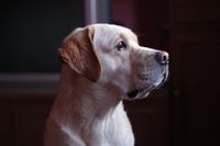 Beiger Labrador Retriever im seitlichen Profil sitzend aufgenommen.jpg