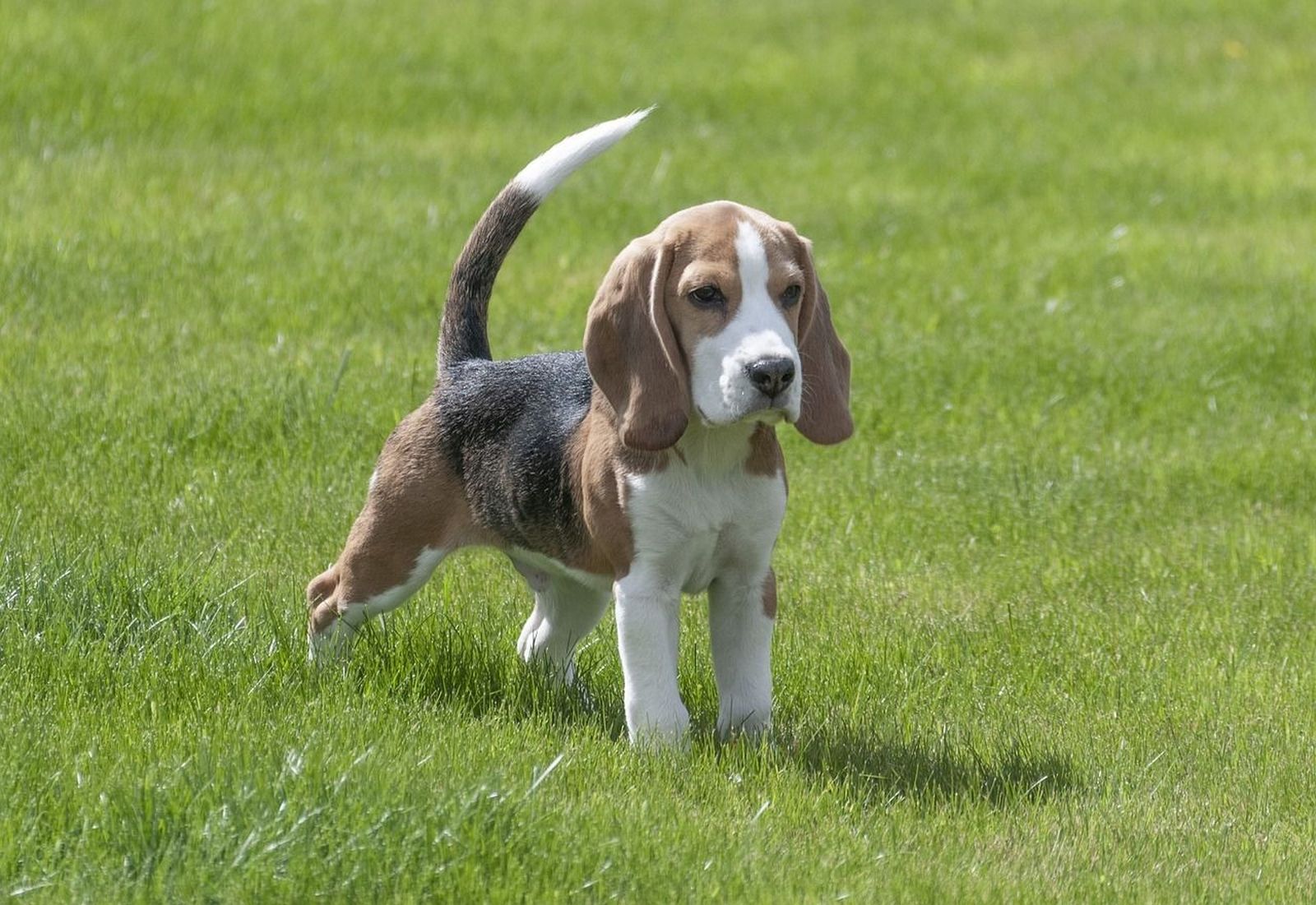 Ein junger Beagle mit aufgerichtem Schwanz steht fokussiert auf einer Wiese und schaut in die Ferne