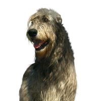 Irish Wolfhound.png