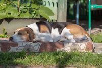 Ein weiß-braun-schwarz gemusterter Hund der Rasse Estnische Bracke liegt auf einer Matratze mit Blumenmuster im Garten und schaut schläfrig drein.jpg
