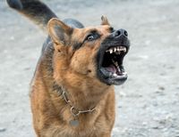 Schaeferhund mit Stahlhalsband aggressiv und offenem Maul.jpg