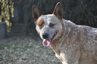 Australian Cattle Dog mit Sprenkelung schaut mit heraushaengender Zunge in Richtung Kamera.jpg