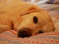Ein Labrador Retriever liegt seitlich auf dem Bett und schaut direkt in die Kamera.jpg