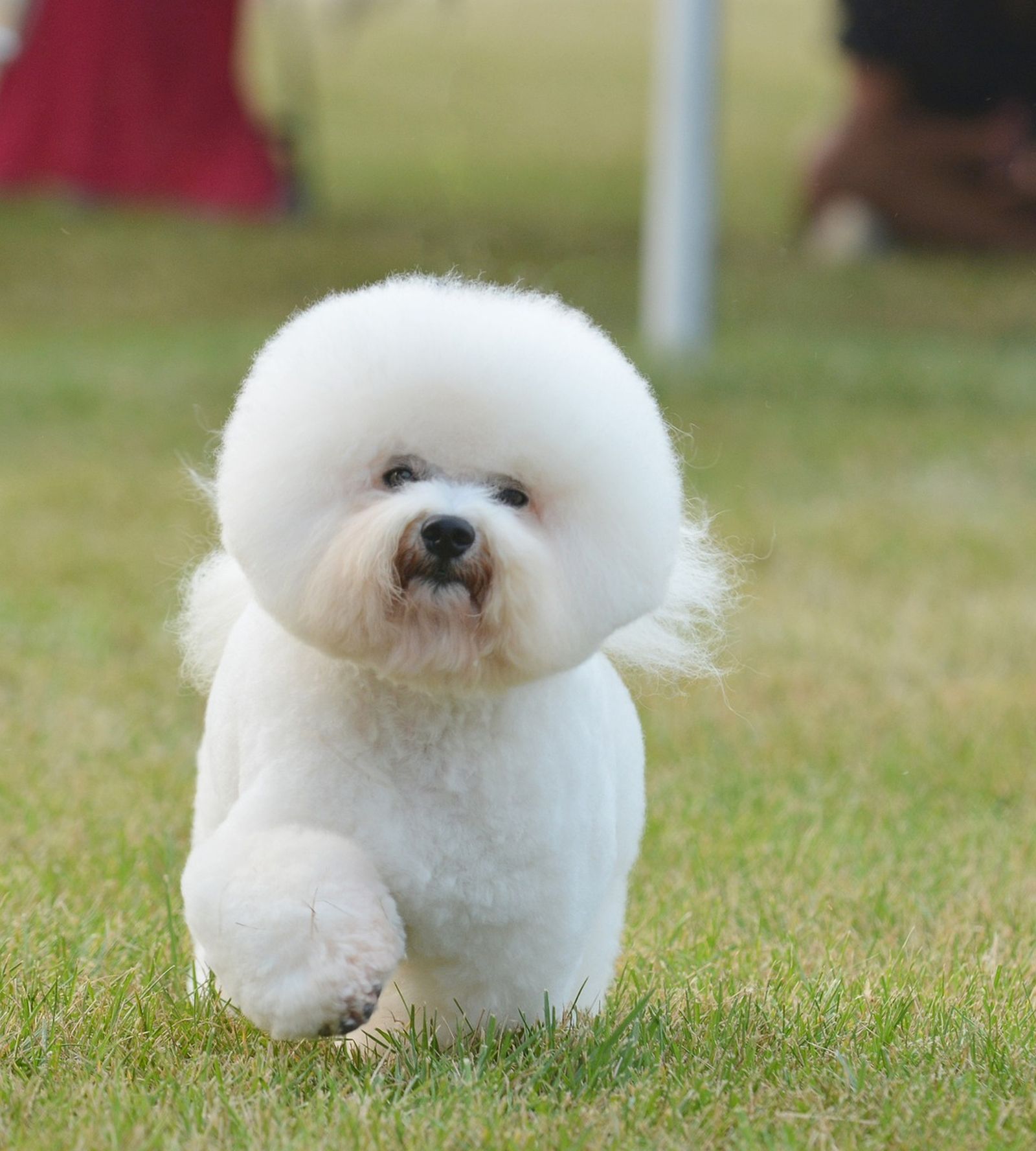 Ein weißer Hund mit frisierter Haarpracht läuft auf einer Wiese auf den Betrachter fröhlich zu