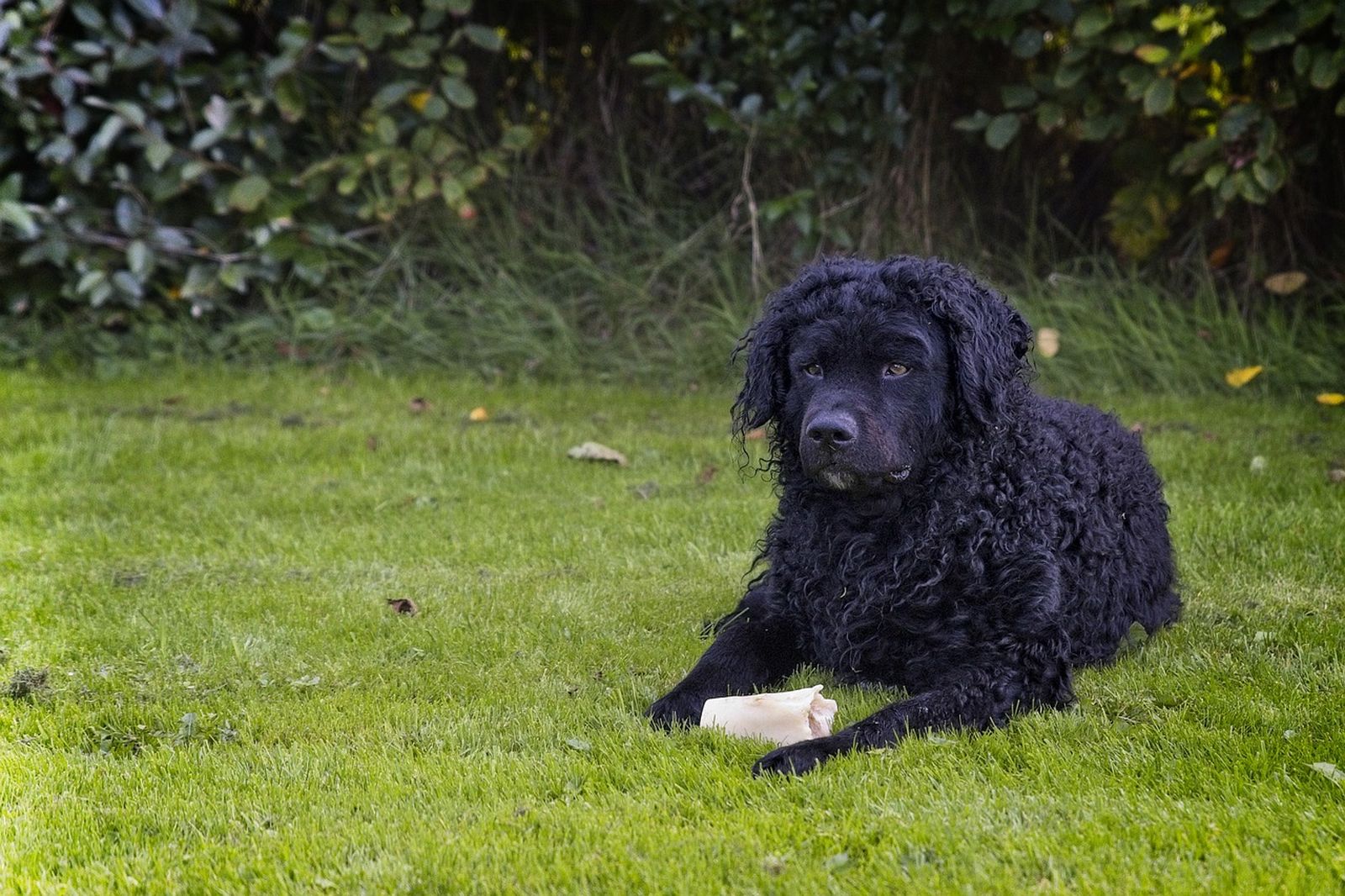 Ein schwarzer Hund mit gelocktem Fell der Rasse Friesischer Wasserhund Wetterhoun liegt vor einem Knochen auf der Wiese und schaut aufmerksam in die Ferne