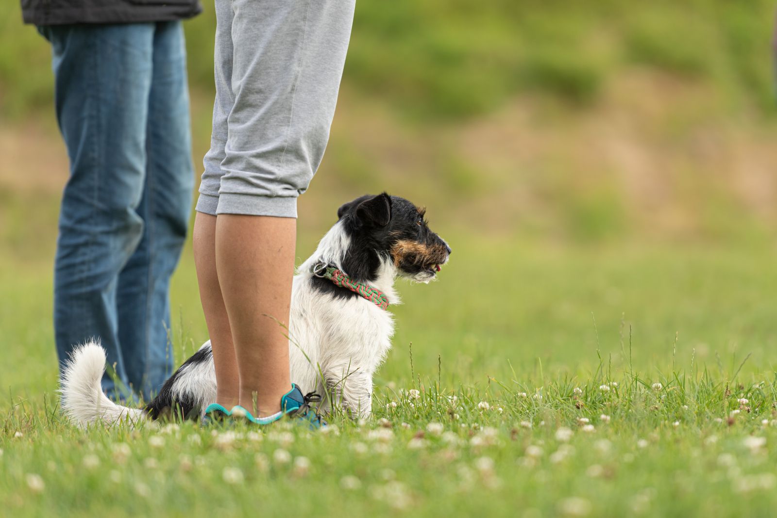 Ein kleiner schwarz-weißer Hund mit Halsband sitzt neben zwei stehenden Menschen auf einer Wiese und schaut fokussiert in die Ferne.