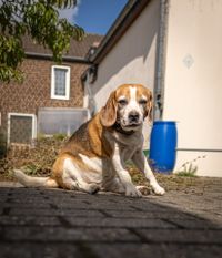 Alter Beagle sitzt auf dem Asphaltboden und schaut in Richtung Betrachter.jpg