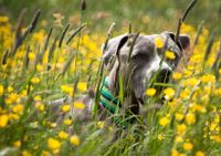 Ein grau weisser American Staffordshire Terrier stet im Feld mit gelben Blumen und schaut Richtung Kamera.jpg