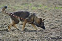 Deutscher Schaeferhund an der orangenen Leine sucht mit der Nase am Boden das Feld ab.jpg