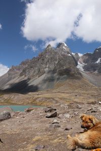 Ein hellbrauner Hund liegt auf den Steinen vor einem Bergsee und einem Bergpanorama.jpg