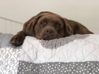 Brauner Labrador liegt auf dem Bett und schaut den Betrachter an.jpg