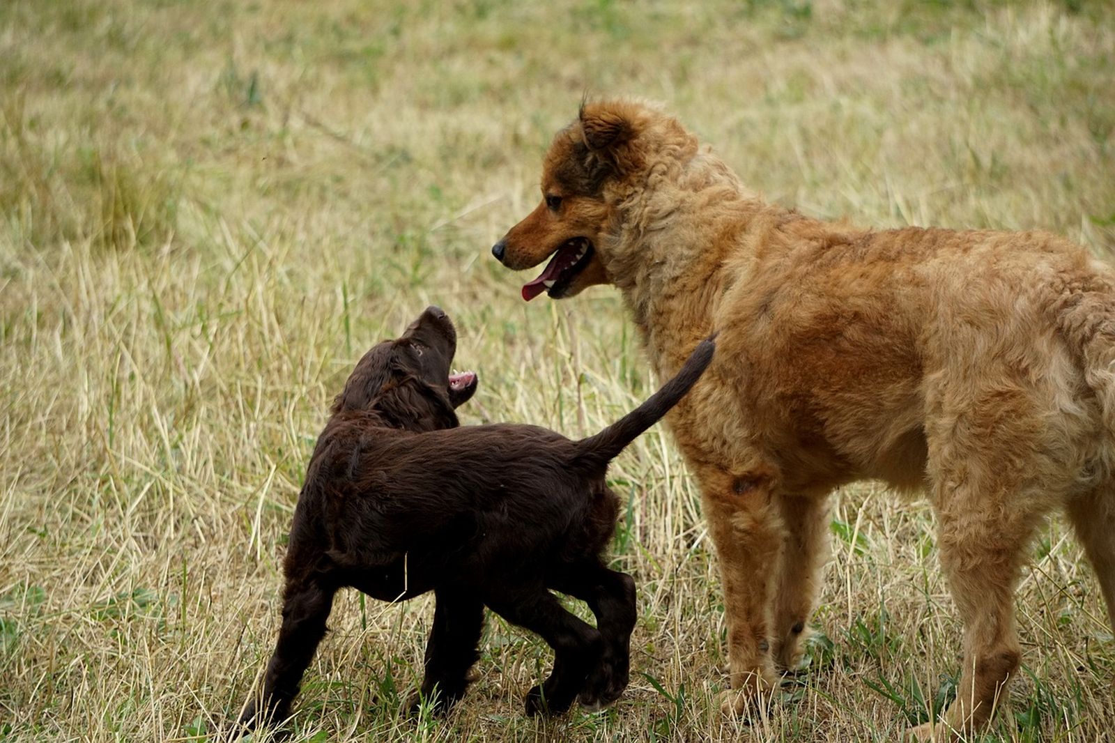 Ein dunkelbrauner Hundewelpe steht neben einem ausgewachsenen rotbraunen Hund im grünbewachsenen Feld und bellt ihn an