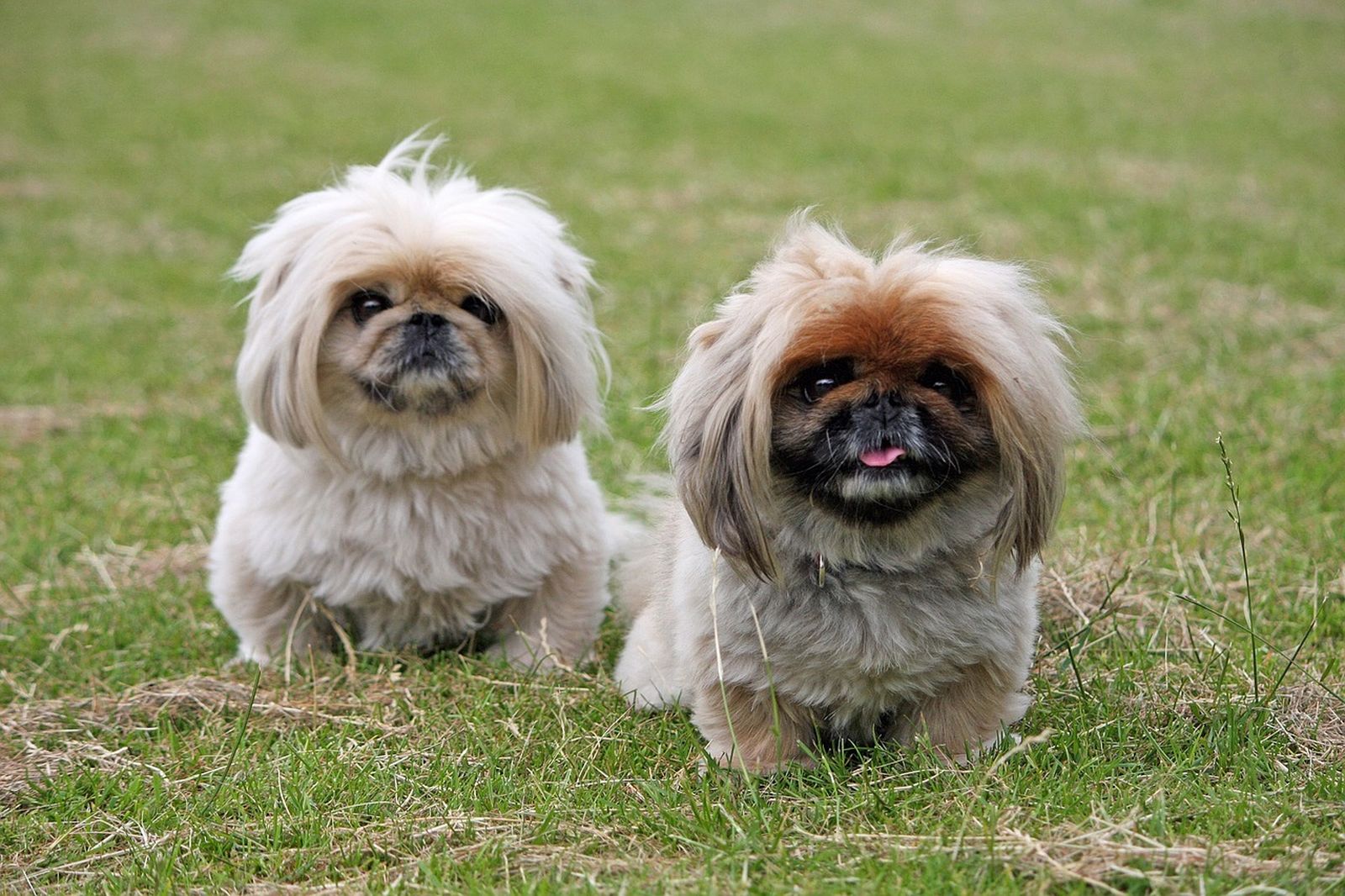 Zwei kleine braune Hunde der Rasse Pekingese sitzen nebeneinander auf der Wiese und schauen den Betrachter an