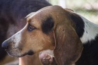 Ein braun weiss schwarzer Amerikanischer Foxhound im seitlichen Profil aufgenommen.jpg