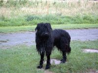 Schwarzer langhaariger nasser Hund steht auf der Wiese.jpg