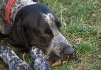 Schwarz weisser Jagdhund liegt auf der Wiese mit dem Kopf auf dem Boden.jpg