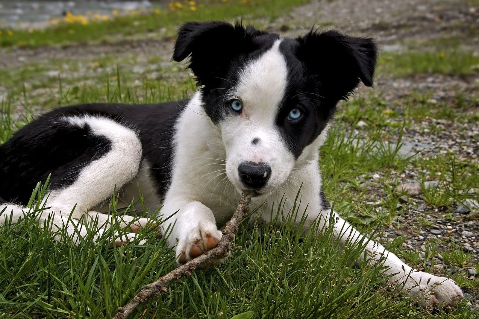 Ein junger schwarz weißer Hund der Rasse Border Collie liegt auf einer Wiese mit einem Stock und schaut direkt mit seinen blauen Augen zum Betrachter.