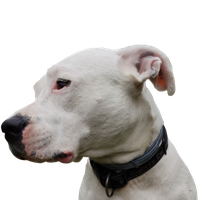 Dogo Argentino.png