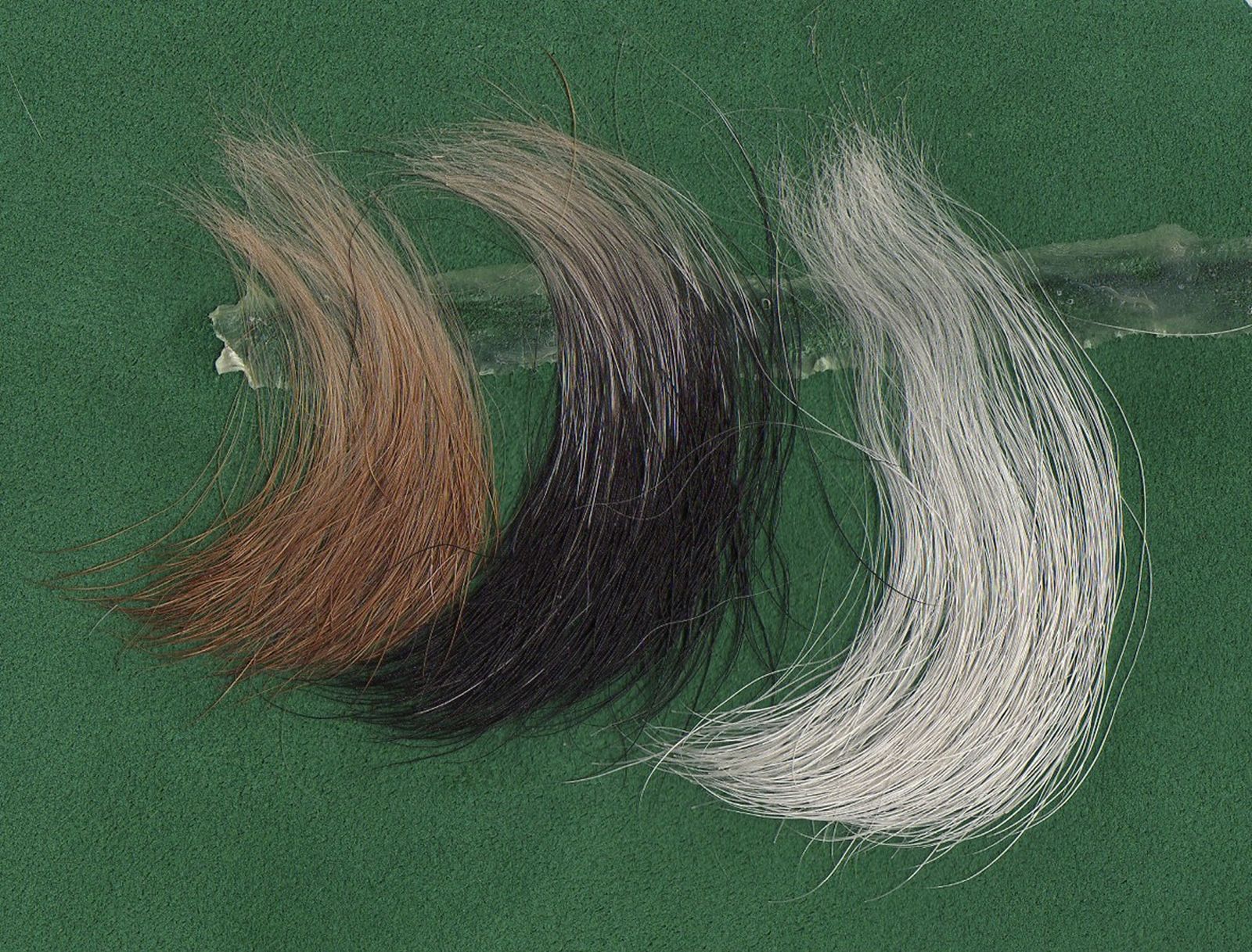 Haare vom Fox Terrier auf grünem Untergrund, leicht gewellt, mit fester Struktur und kräftiger Farbe