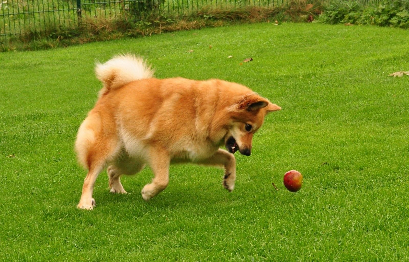 Ein rotbrauner spitzähnlicher Hund spielt mit einem Apfel ausgelassen auf einer Wiese