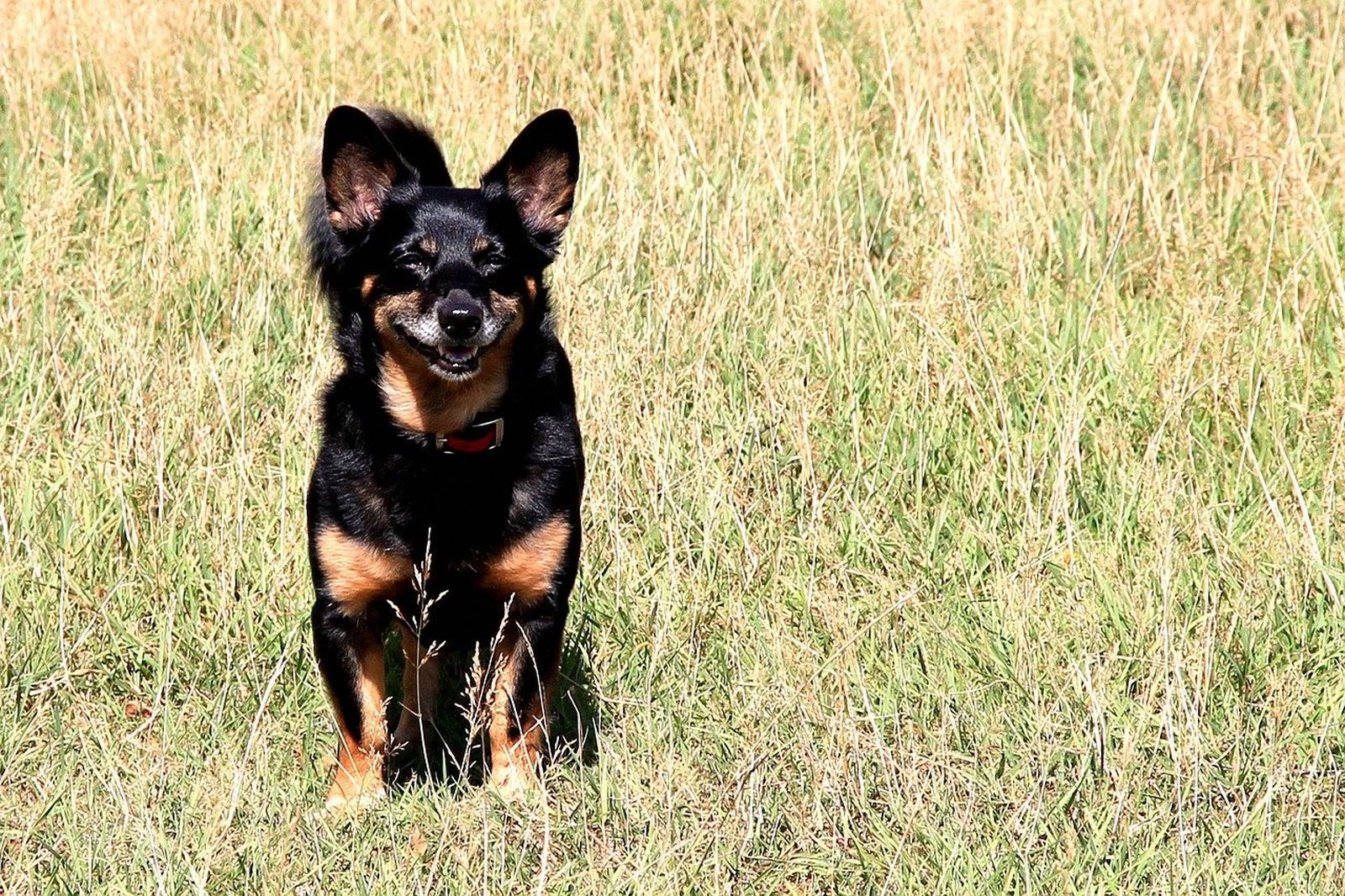 Ein schwarz-rotbrauner Hund mit großen Stehohren steht frontal zum Betrachter im hohen getrockneten Gras und schaut in Richtung Kamera