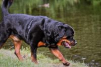 Ein Rottweiler Ruede mit Geschirr geht Richtung Wasser.jpg